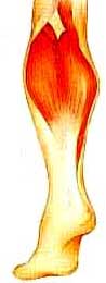 crampe et douleurs musculaires
