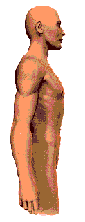 http://www.yiquan78.org/images/respir6.gif