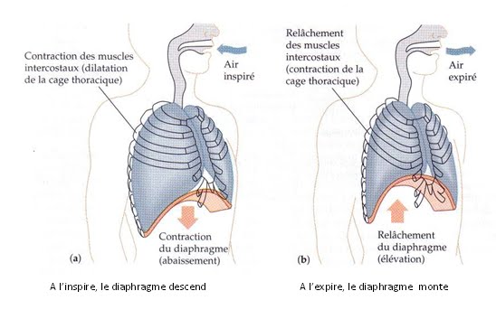 http://sites.google.com/site/taichi51cheng/_/rsrc/1286871415763/la-respiration/3-formes-de-respirations/respirat.bmp
