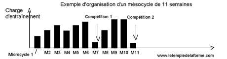 mésocycle à 11 semaines