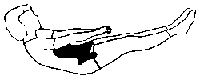 exercice de stretching pour les abdominaux phase de contraction