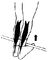 exercice de stretching pour le jambier anterieur phase de contraction